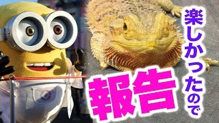 フトアゴヒゲトカゲ☆おちょこさんに報告した結果 Bearded Dragon