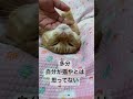 ただ撫でられてヘソ天してる猫をやめた猫ちゃん😳 猫動画 茶トラ cat 猫のいる暮らし ヘソ天