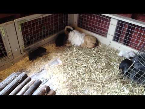 guinea pig litters born 31.7.2011.MP4 guinea pig litters born 31.7.2011.MP4