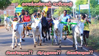 நடுமாடு-காளக்கண்மாய்-பந்தயம்_13-08-2023