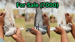 Racer Pigeon For Sale | Racing Pigeon Sale Part 2