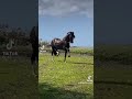 edits de caballos 1