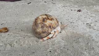 Huraa hermit crab