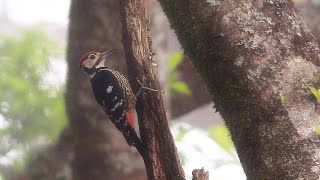 White-backed woodpecker, 大赤啄木, オオアカゲラ