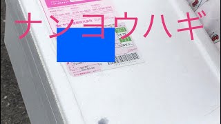 初心者🔰海水魚の水合わせ。飼育難易度が高いお魚さんナンヨウハギ 。2021.04#1