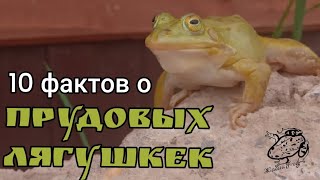 ТОП 10 ИНТЕРЕСНЫХ ФАКТОВ о ПРУДОВЫХ ЛЯГУШЕК | ЖабийFrog