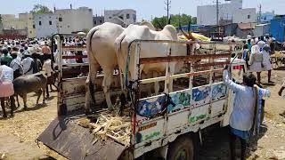 Killari cattles Yemmiganur Bulls Market