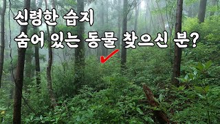 우리나라에도 이런 곳이?? 신령한 습지에 사는 생물들