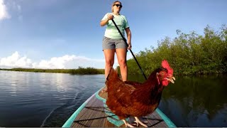 Paddleboarding With A Chicken, Yeah It's A Key West Thing