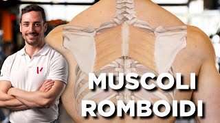 Muscoli romboidi: anatomia ed esercizi