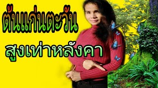 แก่นตะวันปลูกง่ายโตไวให้คุณค่าทางสารอาหาร