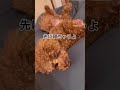 おやすみなさい🐶💤 かわいい犬 トイプードル 可愛い トイプード 犬 犬のいる生活 トイプー わんちゃん 愛犬 toypoodle poodle pets