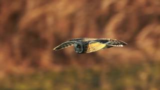 2016.Short-eared Owl in Japan渡良瀬遊水地のコミミズクⅡ