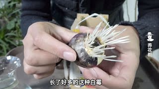 水培风信子最怕烂根，管理时需注意3点！