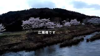 2018年　春　美波羅川　千本桜