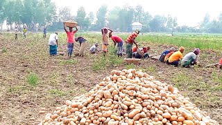 মুন্সিগঞ্জের বিখ্যাত গোল আলু কিভাবে তোলা হয় দেখুন