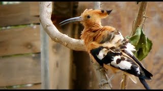 Birds of Africa  _African Hoopoe  -1     _(vid-222  _720p)