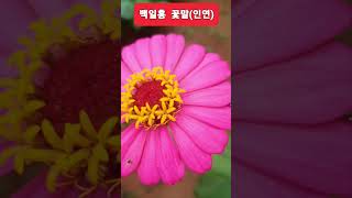 백일홍 꽃말 (인연)