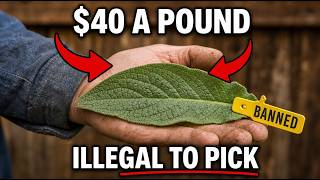 The Amish Sell This Backyard Weed For $40 a Pound — And It's Illegal to Pick in 12 States