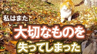 【野良猫】私はまた大切なものを失くしてしまった【彼らが生きた記録#263】