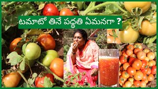 గంప నిండా ముచ్చట్లు -  గ్లాసు నిండా  జ్యూసులు/Tomatoes Harvesting/Village life/Natural \u0026 Healthy