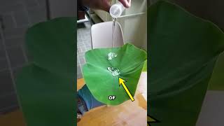 A plant that hates water?!