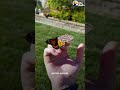 Woman Repairs Butterfly's Broken Wing With A Feather