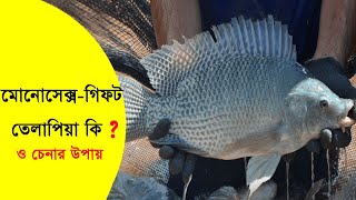 মনোসেক্স তেলাপিয়া কী,  কিভাবে করা হয়, monosex tilapia