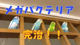 メガバクテリア完治！！【セキセイインコ日記⑩】