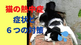 【要注意!!】夏に起こりやすい猫の熱中症の症状と６つの対策