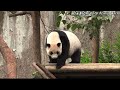 圓仔戶外上班認真吃播好可愛 熊貓貓熊the giant panda yuan yuan and yuan bao 台北市立動物園