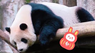 圓仔戶外上班認真吃播好可愛|熊貓貓熊The Giant Panda Yuan Yuan and Yuan Bao|台北市立動物園