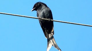 இரட்டைவால் குருவி  #கரிக்குருவி #Blackdrongo #vinoclick