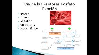 Tema 14 Bioquímica