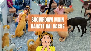 itne bade Showroom mai rahte hai Sare Stray dogs | Love |