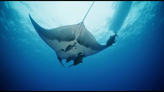 World Ocean Day 2025