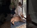 dogs and cats are good friends