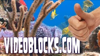 Video Blocks Product Review!  Unlimited Stock Footage For Creators