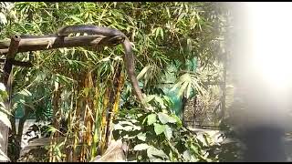 Bannerghatta National park, Snake ,