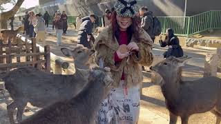 沢山の鹿に囲まれて羨ましい外国人観光客🫎NARA  PARK