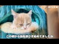 ミヌエット子猫にぐるぐるタワーの遊び方を教えたかったのに… ♪子供の魔法の杖 エルガー