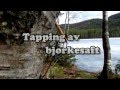 Skog-te del 1: Tapping av bjørkesaft / Tapping Birch Sap