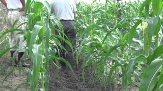 濕軟土質救星CY50 tiller (43cc.) tilling in muddy corn field 玉米園鬆土, 除草(泥濘土) 농업 기계 中耕機