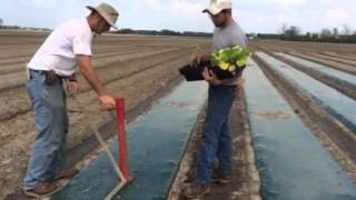 Using the stand-n-plant tool for transplanting summer squash