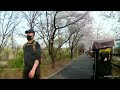 탄천 수서로 산책길 벚꽃 tancheon suseo trail cherry blossom road