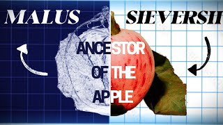 SURPRISING Origin of the Apple DISCOVERED