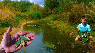 Пруд на даче летом с красивыми кувшинками и рыбками!