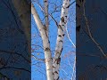 公園で木をつつくアカゲラ🐦️ エゾアカゲラ アカゲラ 北海道の野鳥 野鳥 札幌市 sapporo