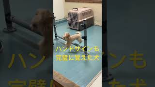 ペットホテルGibeon・犬のようちえん　自作アジリティ　リリちゃん