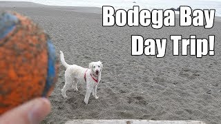 Bodega Bay Day Trip - We Take the Dogs to the Beach!